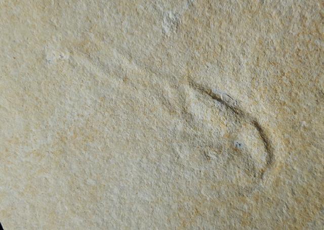 Mecochirus sp. GERMAR 1827 (unprpariert) - Bild © FossNet FossilienStore